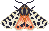 Pixel art of a small pink tiger moth