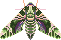 Pixel art of a oleander hawkmoth