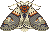 Pixel art of a sallow kitten moth